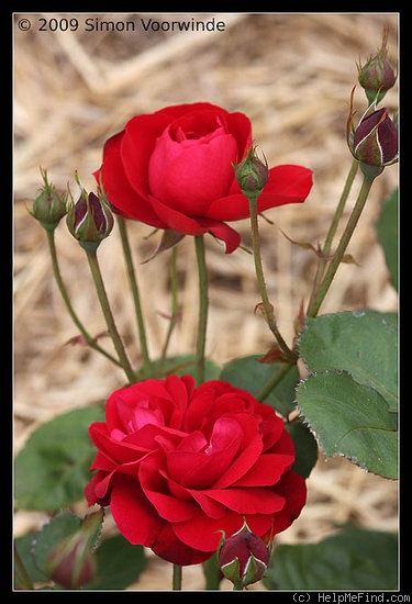 'Lilli Marleen' rose photo