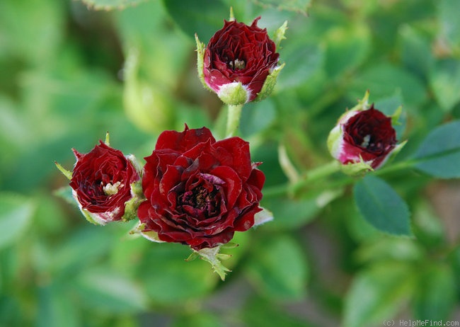 'Shawn Boy' rose photo