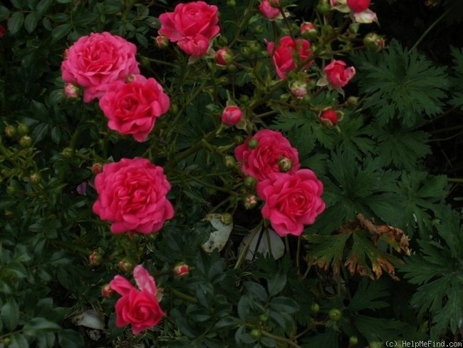 'Pepita (miniature, Kordes, 1987)' rose photo