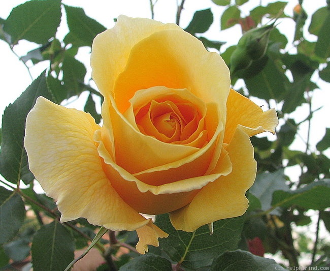 'Eleonora ® (climber, Barni)' rose photo