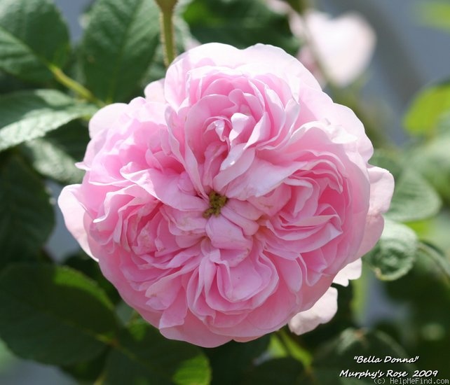 'Bella Donna (damask, by 1840)' rose photo