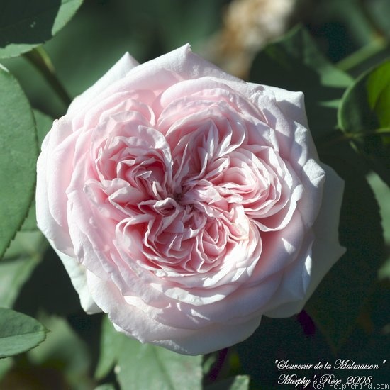 'Souvenir de la Malmaison' rose photo