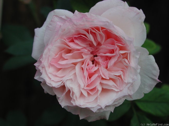 'Kisme' rose photo