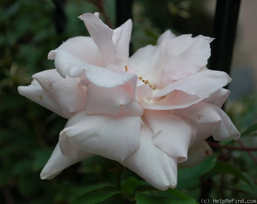 'Sachsengruss' rose photo