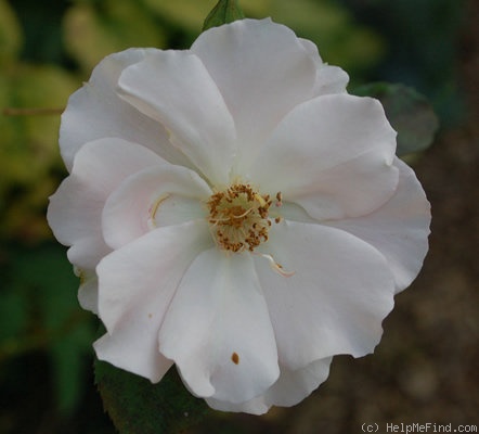 'Santa Catalina' rose photo