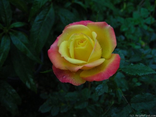 'Rainbow Sunblaze ®' rose photo