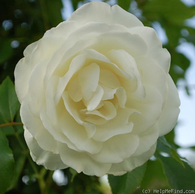 'Schneewittchen, Cl.' rose photo