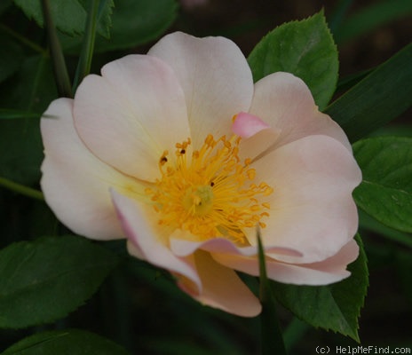 'Sourire d'Orchidée' rose, click to enlarge 'Sourire d'Orchidée' rose photo