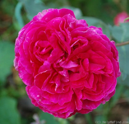 'Souvenir de François Gaulain' rose, click to enlarge 'Souvenir de François Gaulain' rose photo