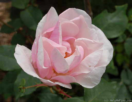 'Souvenir de St. Anne's' rose photo