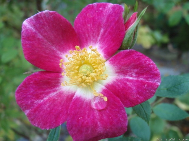'Star Delight' rose photo