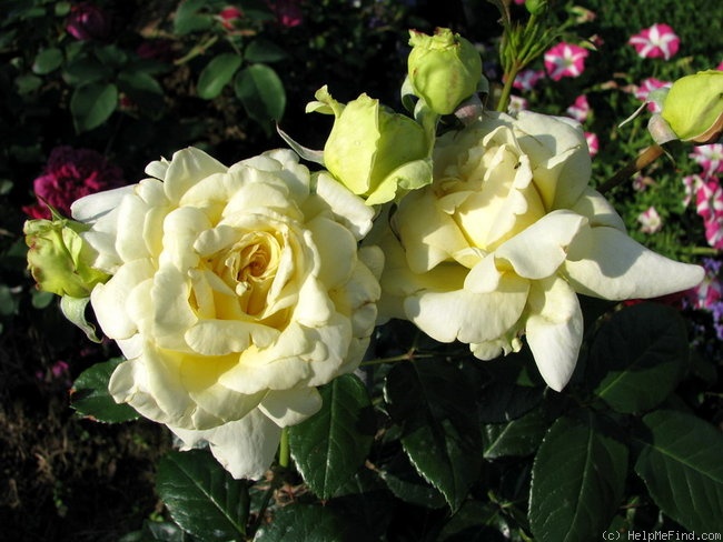 'Elfe ® (LCl, Evers/Tantau, 2000)' rose photo