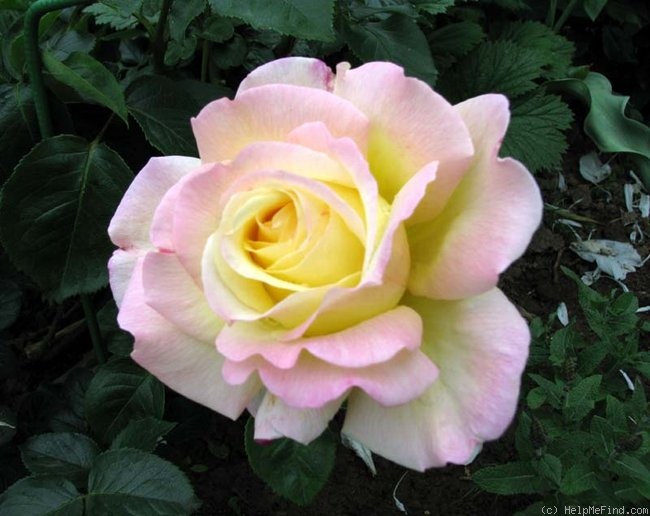 'Gloria Dei' rose photo