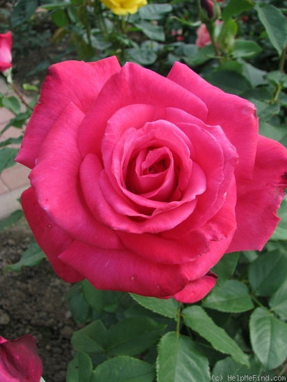 'Lolita Lempicka ®' rose photo