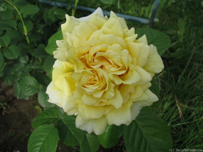 'Cyrano de Bergerac®' rose photo