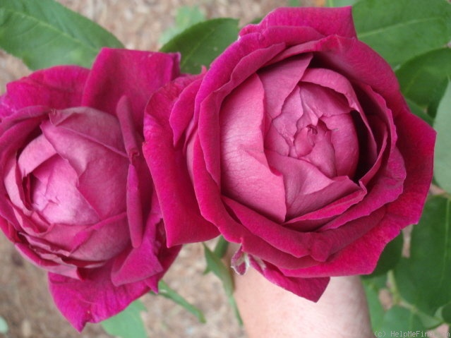 'Pierre Notting' rose photo
