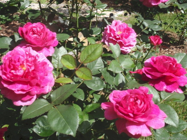 'Noble Antony' rose photo