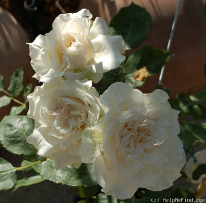 'Swan ®' rose photo