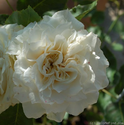 'Swan ®' rose photo