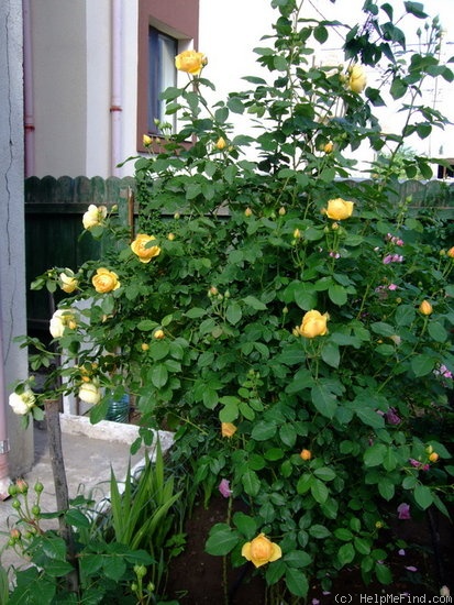 'Graham Thomas' rose photo