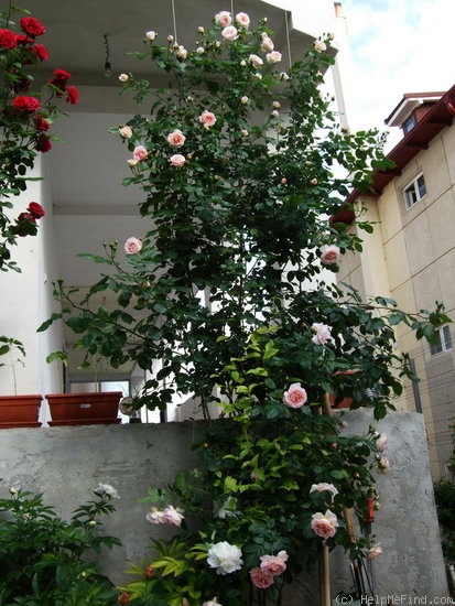 'Amaretto ® (climber, Kordes, 1994/2006)' rose photo