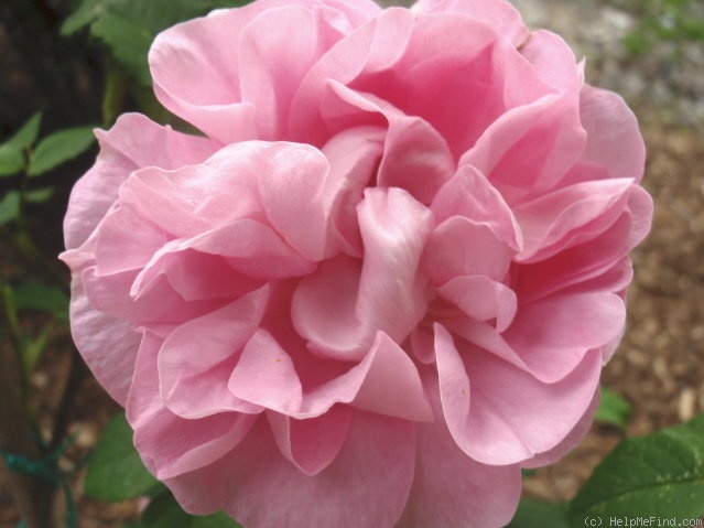 'Duchesse de Verneuil' rose photo