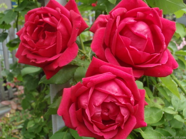 'Rhode Island Red' rose photo