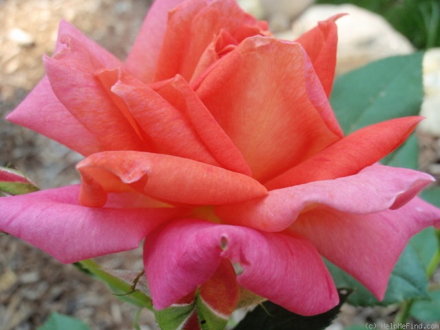 'Buffy Sainte-Marie' rose photo
