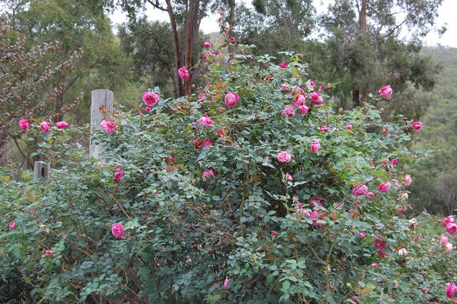 'Araluen Botanic Park Rose Gardens'  photo