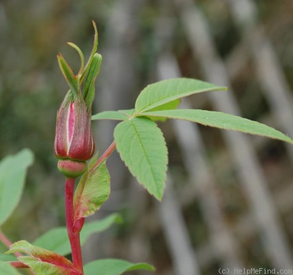 'Thérèse Bugnet (Rugosa, Bugnet, 1941)' rose, click to enlarge 'Thérèse Bugnet (Rugosa, Bugnet, 1941)' rose photo