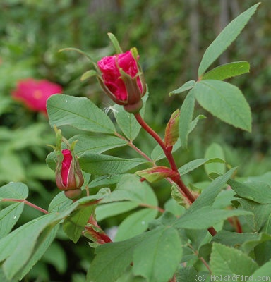 'Thérèse Bugnet (Rugosa, Bugnet, 1941)' rose photo
