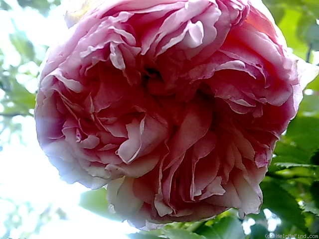 'Pierre de Ronsard ® Grimpant' rose photo