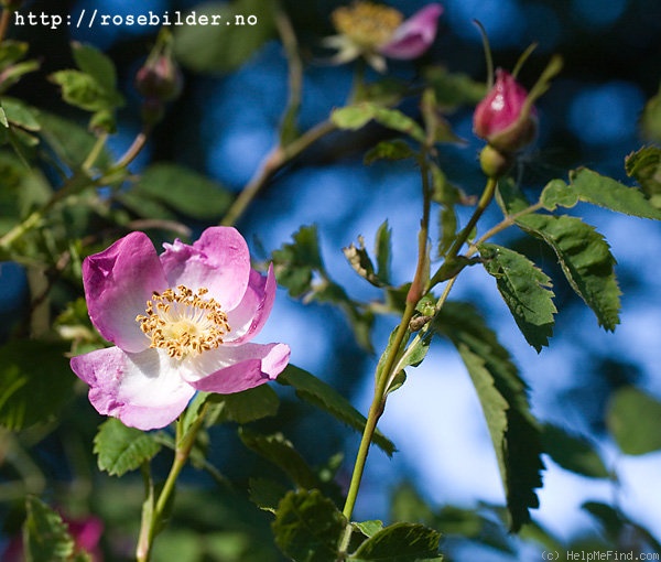 'R. pisocarpa' rose photo