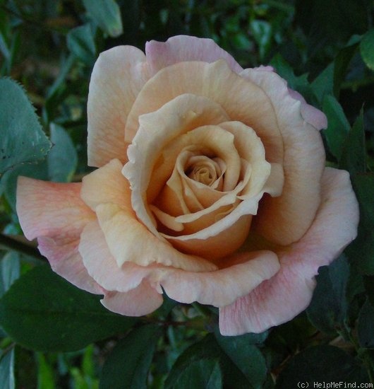 'Rebecca Susan' rose photo