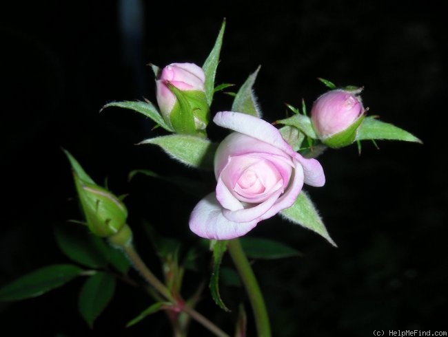 'Baby Betsy McCall' rose photo