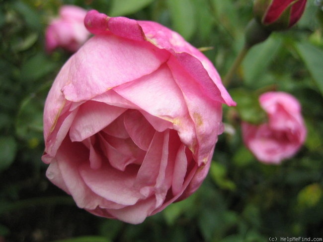 'Comtesse de Caserta' rose photo