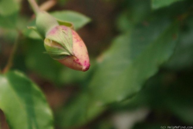 'Mademoiselle Franziska Krüger' rose photo