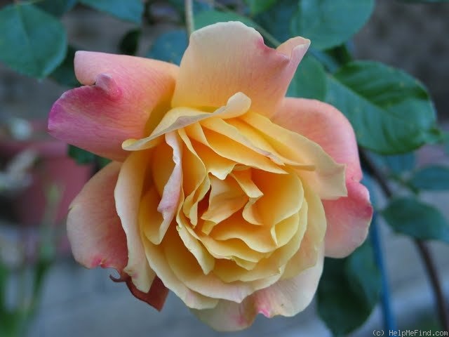 'Sutter's Gold (Hybrid Tea, Swim, 1946)' rose, click to enlarge 'Sutter's Gold (Hybrid Tea, Swim, 1946)' rose photo