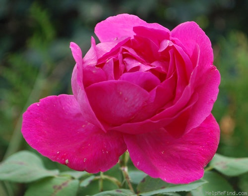 'Ulrich Brunner Fils' rose, click to enlarge 'Ulrich Brunner Fils' rose photo
