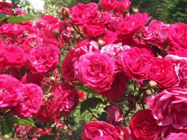 'Eutin' rose photo