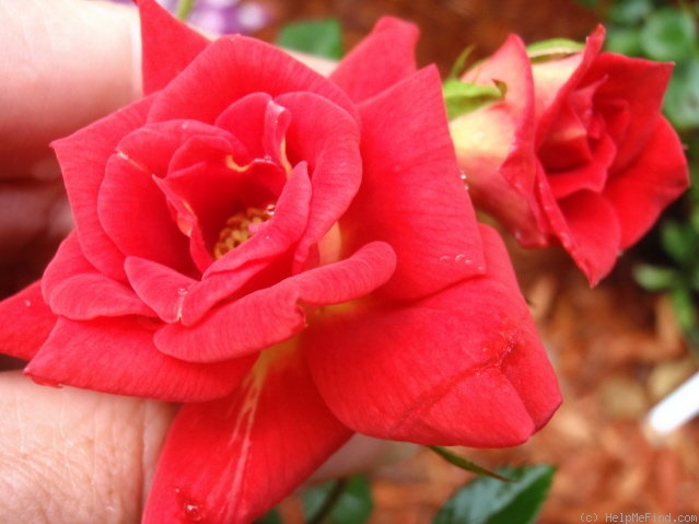 'Jim Dandy' rose photo