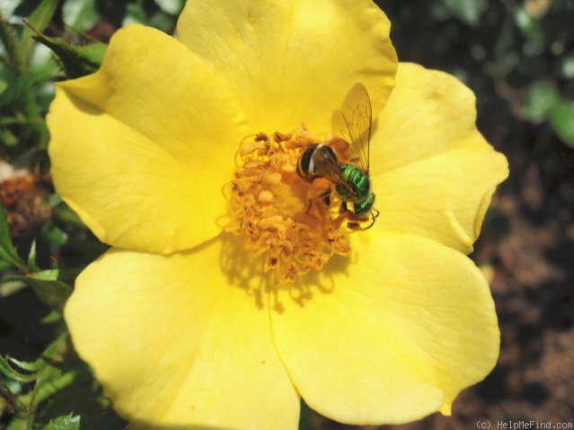 'Baby Love (miniature, Scrivens before 1991)' rose photo