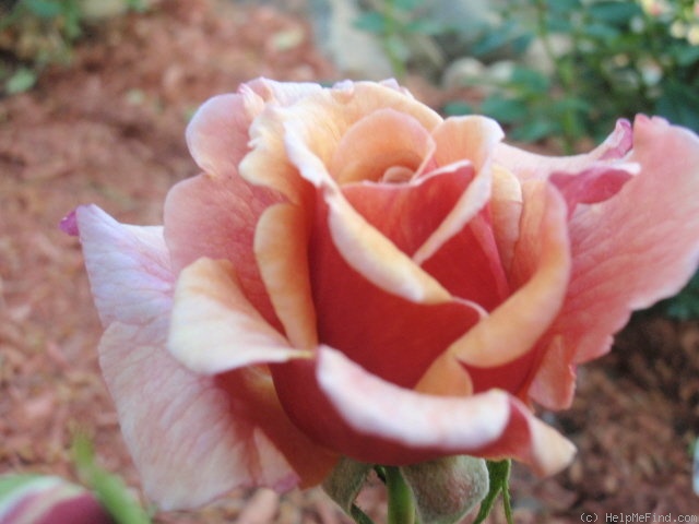 'Tom Brown' rose photo