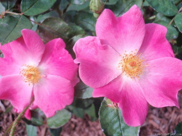 'Nearly Wild' rose photo