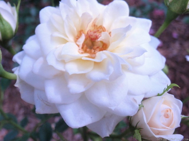 'Snowcap' rose photo
