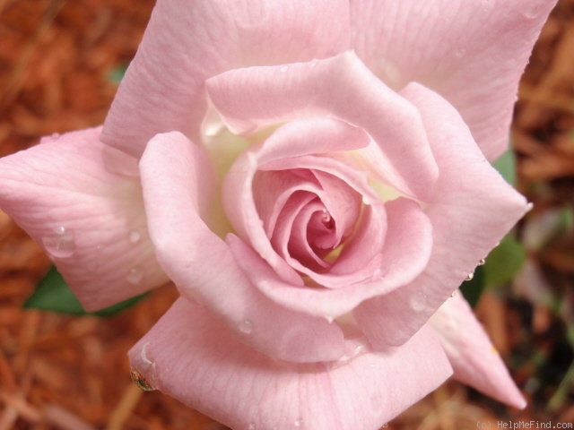 'Jennifer (miniature, Benardella, 1985)' rose photo