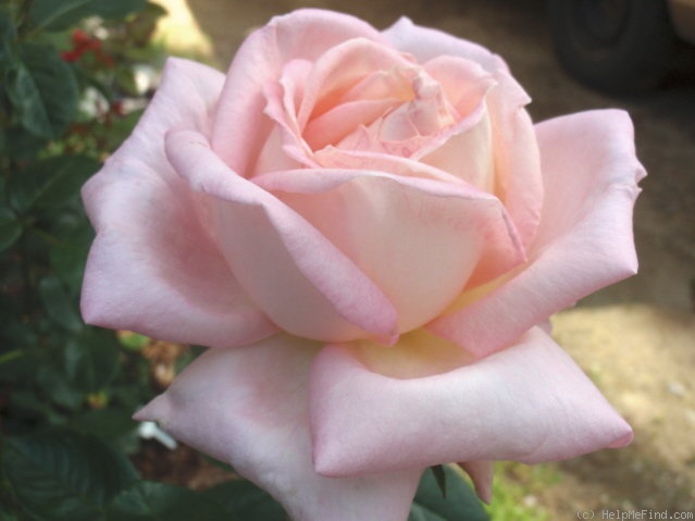 'Amazing Grace ™ (hybrid tea, Cocker, 1990)' rose photo