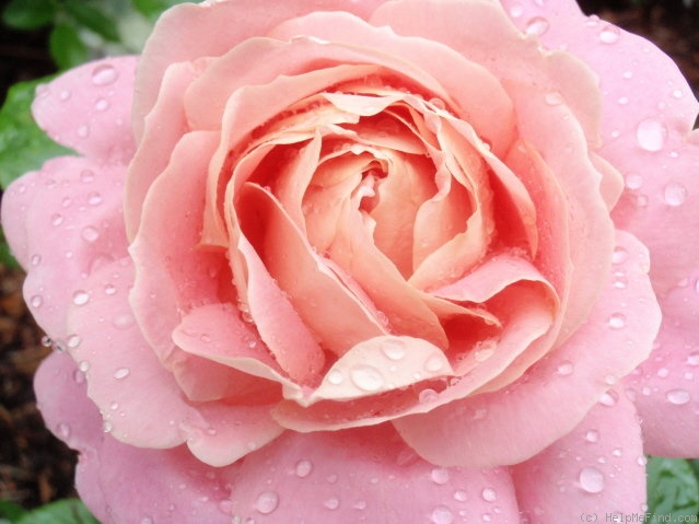 'Amazing Grace ™ (hybrid tea, Cocker, 1990)' rose photo