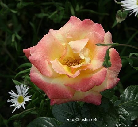 'Maja Oetker' rose photo