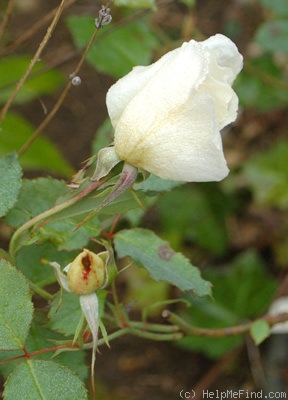 'White Wings' rose photo